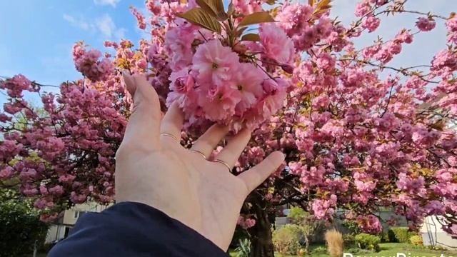 ВЛОГИ ИЗ ГЕРМАНИИ🇰🇿🇷🇺🇩🇪/ ПАСХА🐇/ СТОЛ ПОЛНЫЙ Е?