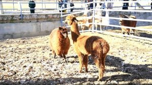 Альпаки в зоопарке! Плюются с любовью! 💕 #tashkentzoo #zoo #alpac