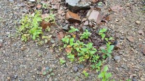 Обильная. Нанцы. Приморье. Юли24 Прощание с любимой рекой.