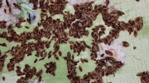 🌿 УКРОП ВСХОДИТ ЧЕРЕЗ 3 ДНЯ! Секретный способ посева – всходы густой щеткой!