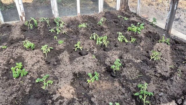 Огородные работы продолжаются/разделываю мясо и нажарили сковородку