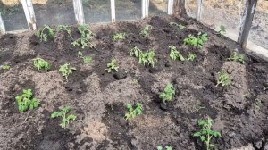 Огородные работы продолжаются/разделываю мясо и нажарили сковородку