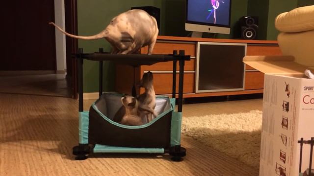 Лежак-игрушка для котят смотреть онлайн