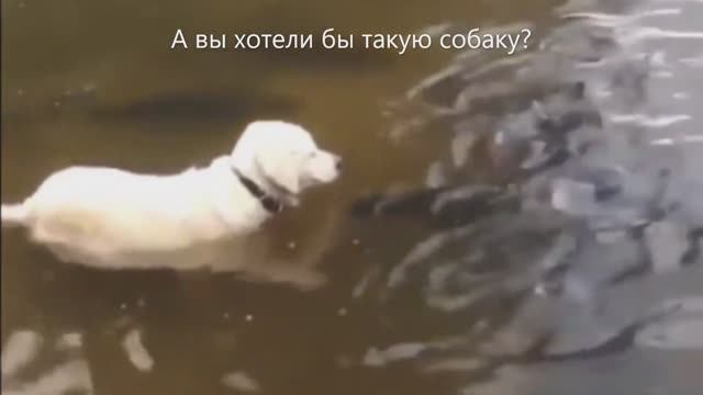 Собака-рыболов. Вам  бы хотелось такую собаку?