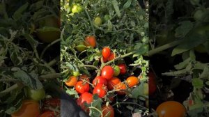 Томат Сибирский грунтовый красный