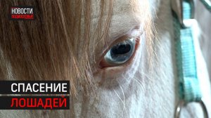 Конный клуб из Одинцова спасает лошадей и бесплатно обучает детей верховой езде // 360 Одинцово