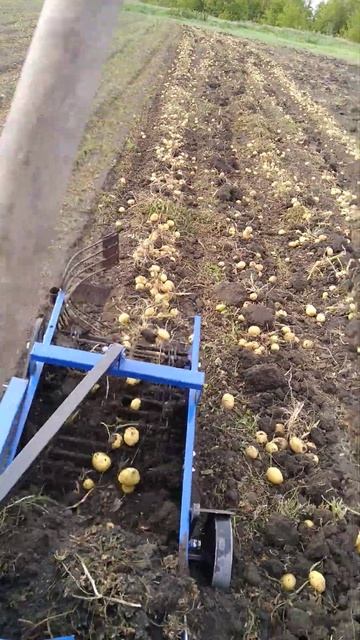 копаем картофель 2023год смотреть онлайн