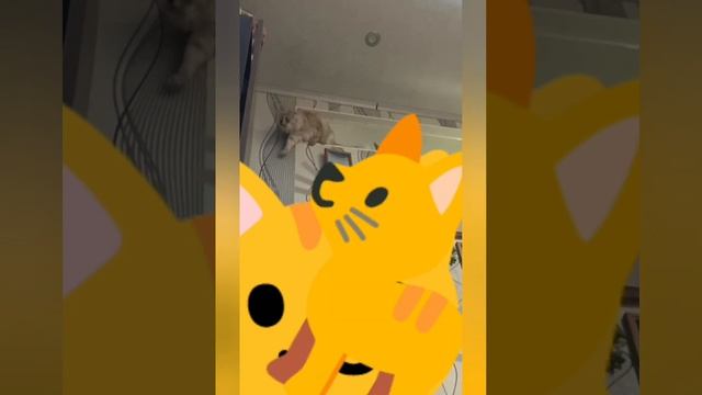 Проверка нового Цветочного стеллажа. Кошка Фея в глав?