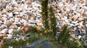 Ель Зе блюз из Хвойной коллекции.