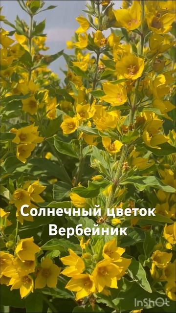 Вербейник 🥰 цветок с ярко-жёлтыми цветами #цветывсад? смотреть онлайн