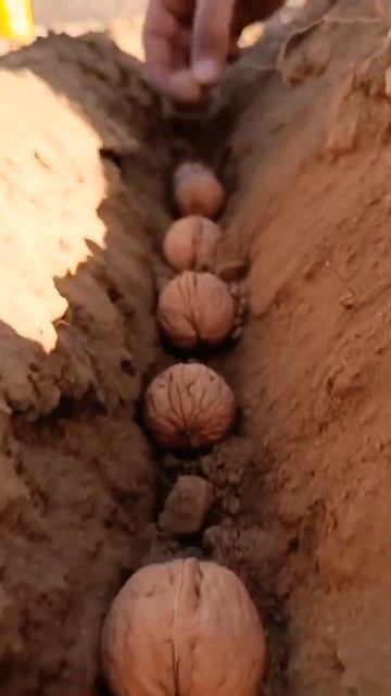 Во время посадки семян грецкого ореха 😍😍 смотреть онлайн