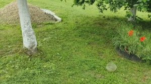 17 мая 2025.Монилиоз бушует. Вкуснейшая клубника. Покос.