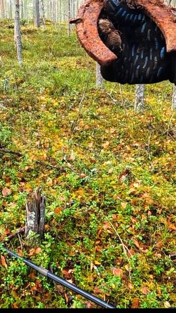 Сигнал в лесу #металлоискатель #поисксметаллоискател? смотреть онлайн