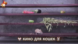 Видео для кошек про крысок развлекать питомцев 🐭🐀😂 (109)