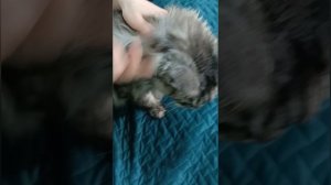 Питомцы и природа: как защитить любимцев от блох и клещей 🐾🌼