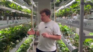 Клубника зимой в подвале