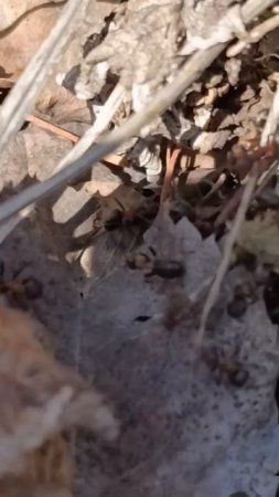 рыжие лесные муравьи на участке ловят гусениц