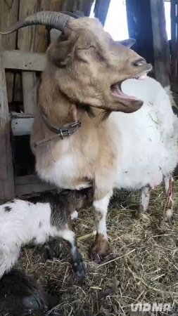 У нас родились милейшие камерунские козлики😍