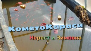 Каметокараси нерест и зимовка
