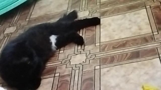 Многодетная грация в белых трусах смотреть онлайн