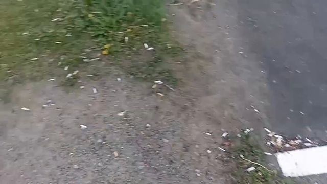 Жизнь в Речице. Сенсация! Новый сорт травы смотреть онлайн