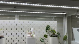 Витрина для растений // Как устроена // Что в ней растет