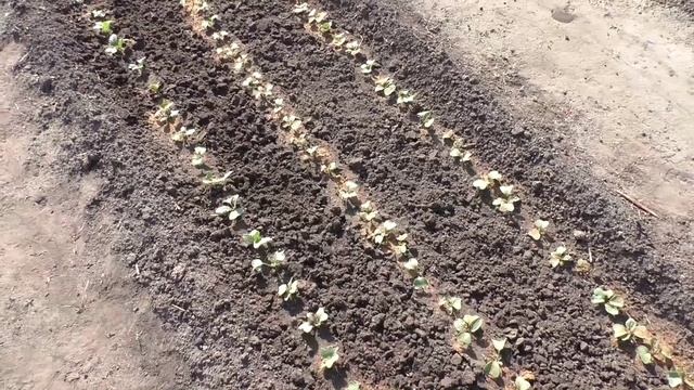 Защита от крестоцветной блошки