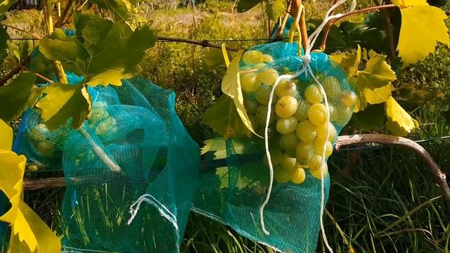 Пробую урожай винограду. Підготовка винних сортів до збору. Виноград 2021 смотреть онлайн
