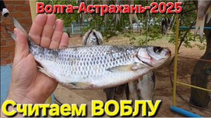 🔥Считаем ЖЫРНУЮ ВОБЛУ!!!🔥Итоги: поймали и завялили тонну рыбы! Рыбалка-Астрахань-2025✭✭✭