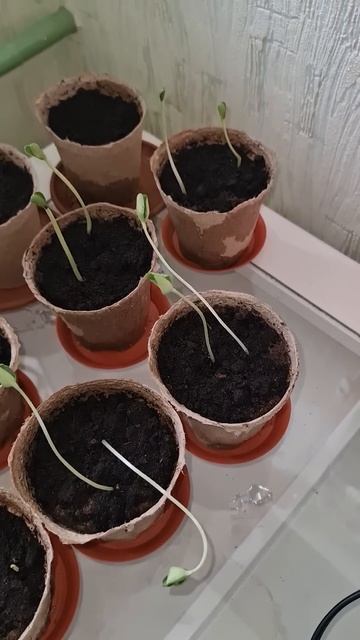 Смотрите, как они выросли! - Mitti Life #mittilife #эксперимент #р смотреть онлайн