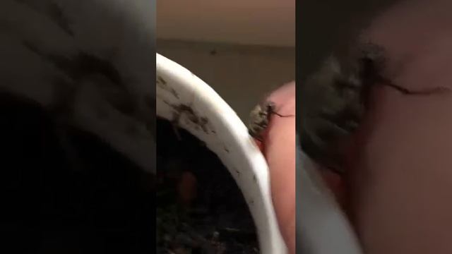 Мушонок ест 15 марта 2025 г. смотреть онлайн