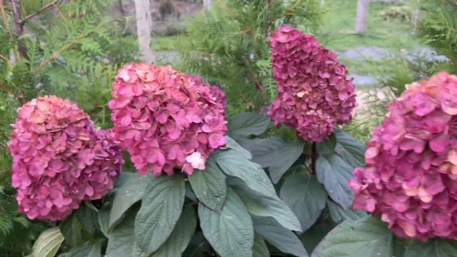 Хрустальные гортензии! 13.10.2024г. Видео для души🙌 Самые смотреть онлайн