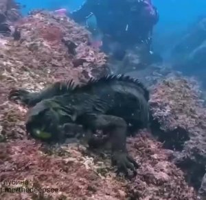 Морская игуана 🦎