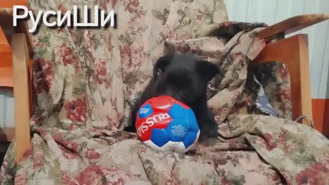 Отчаянный прыжок. РусиШи, 3 месяца