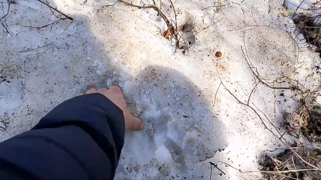 На копал Металлолома, и попил берёзовый сок. смотреть онлайн