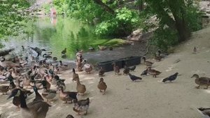 Прогулка в Пензенский зоопарк май 2025г #пенза #зоопарк #прогулка