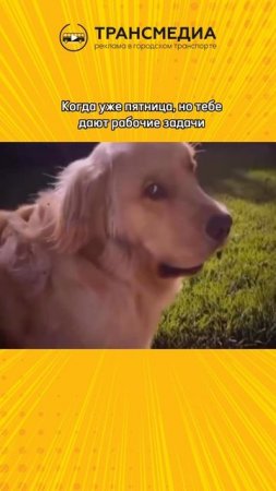 правда