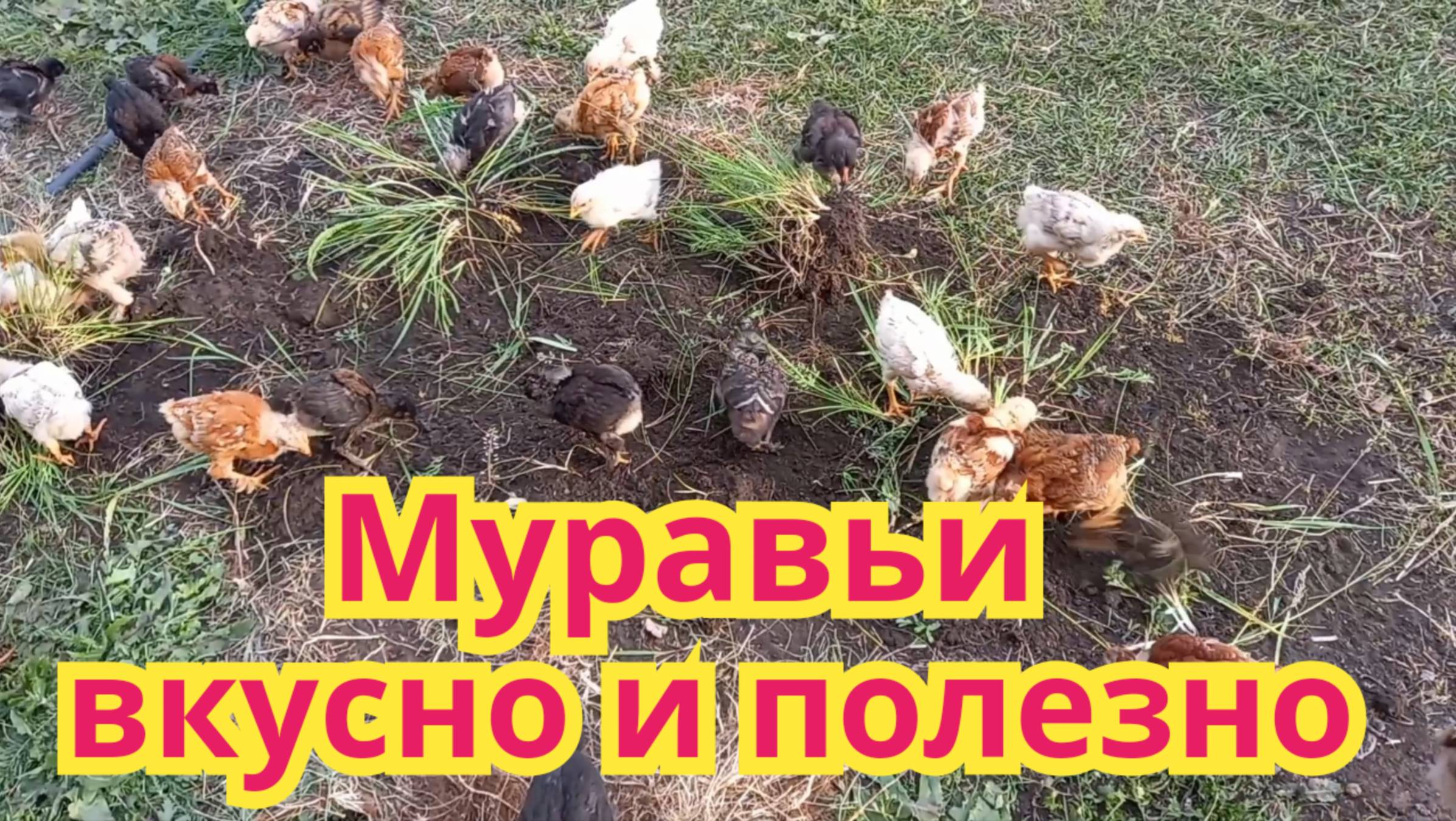 Как с пользой избавиться от садовых муравьёв.
