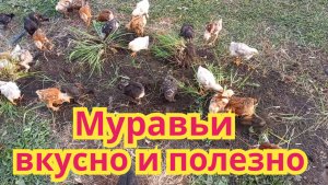 Как с пользой избавиться от садовых муравьёв.
