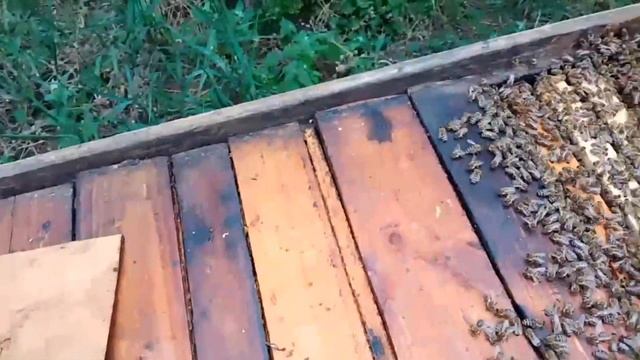 Вывод роевых маток идет строго по плану. Лежак №20. Ч. 9. смотреть онлайн