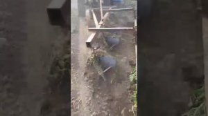 Минитрактор классика на уаз мостах, пашет плугом 4 кор?