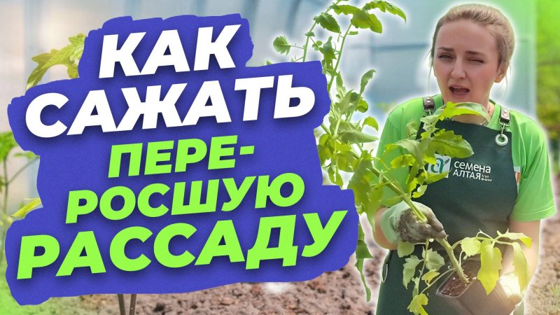КАК САЖАТЬ ПЕРЕРОСШУЮ РАССАДУ