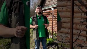 Топ - 3 обязательные подкормки винограда #виноград #сад #дача #огород #рассада