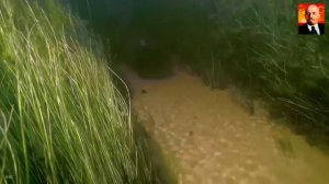 Бегемот - самое агрессивное животное Африки. Бегемот против Крокодила, Льва,Носо