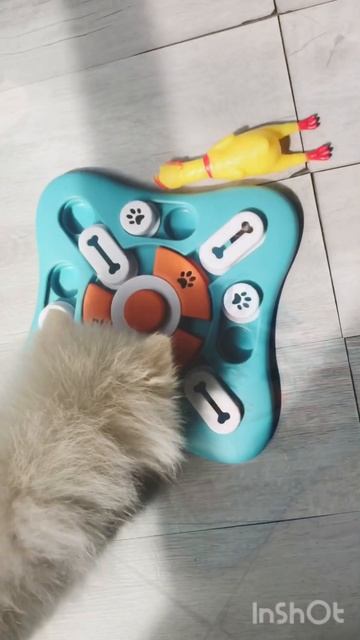 Подарочек для Мики в честь 3-х месячья🎉🥳👍 #шпиц #puppy #dog #щенок #funny #померанскийщпиц смотреть онлайн