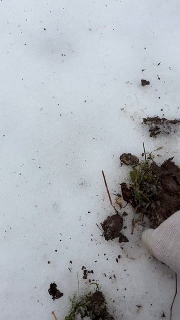 Находка ч.538🔥🔥 #леснойскобарь#2025#металлоискатель#minel смотреть онлайн