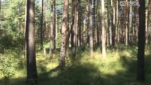 В ЛЕС ПО ПРАВИЛАМ смотреть онлайн