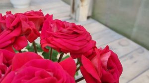 #818. Совершенные розы ЮВ Ред велюр