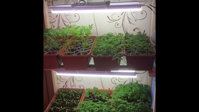 Стеллаж под рассаду в 5 раз дешевле, чем металлический смотреть онлайн