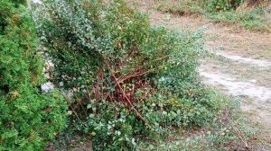 Бензокоса Stihl FS 55 против кустов - видео